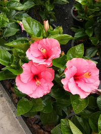 Close-up of pink flowers blooming outdoors