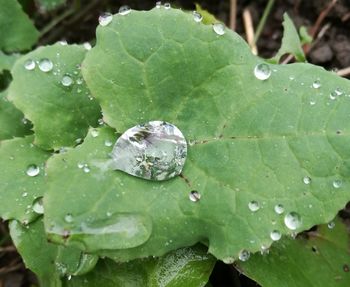 Close-up of insect on wet leaf