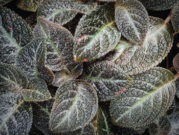 Full frame shot of plants