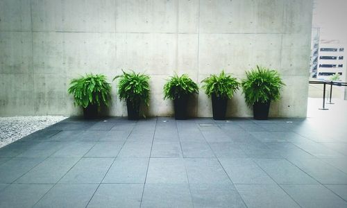 Potted plants growing against wall