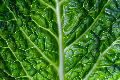 Full frame shot of green leaves