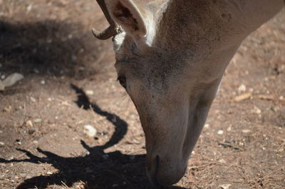 Close-up of horse on field