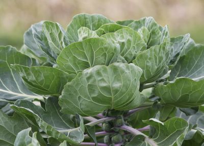 Close-up of green leaf