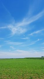Scenic view of grassy field against clear sky