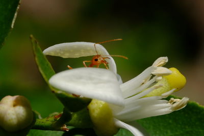 Close-up of flower on plant