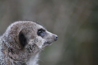 Close-up of a meerkat