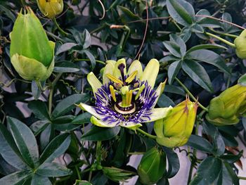 Close-up of flowers blooming outdoors