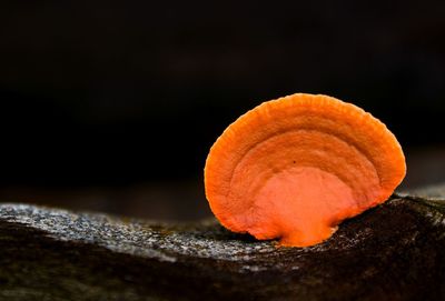 Close up of candle against black background