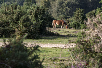 View of a dog on grassland