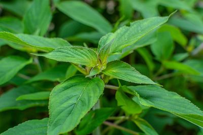 Close-up of green leaves on plant