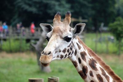 Close-up of giraffe