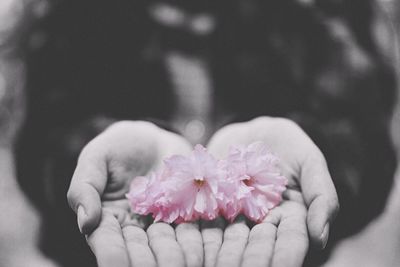 Close-up of pink flower