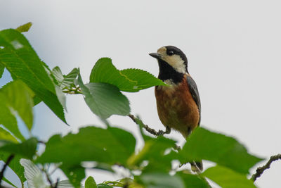 Low angle view of bird perching on tree