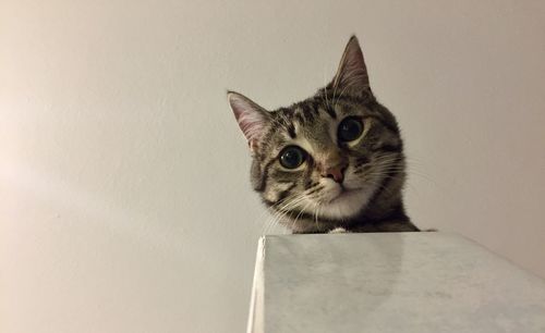 Portrait of cat against wall