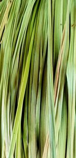 Full frame shot of palm leaf