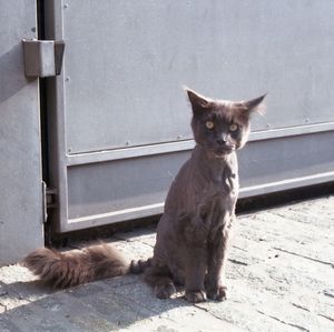 Portrait of cat sitting outdoors