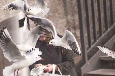 Seagulls flying against woman standing by steps