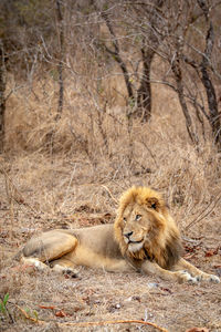 Big male Lion