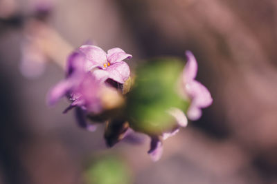 Close-up of pink flower