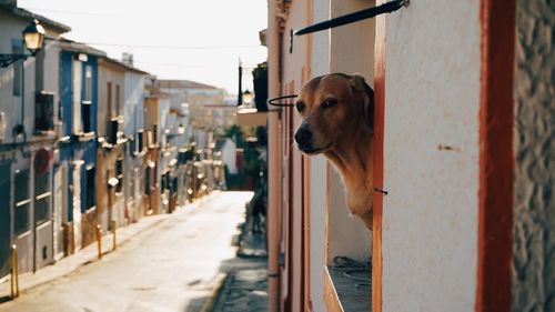 Close-up of dog looking through window