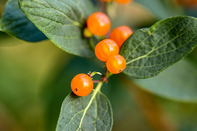 Close-up of berries on plant