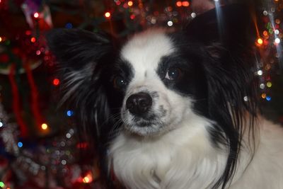 Close-up portrait of dog