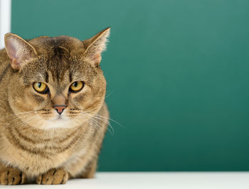 Portrait of an adult straight scottish gray cat. the animal looks at the camera, copy space