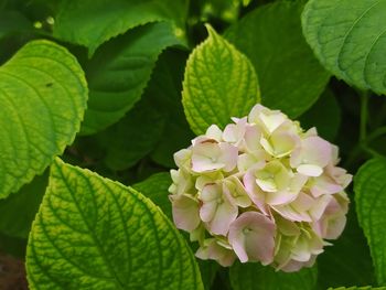 Close-up of flowering plant