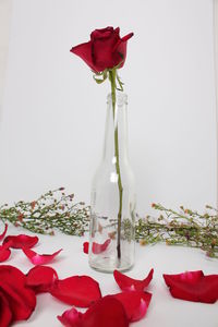 Rose in glass bottle against white background