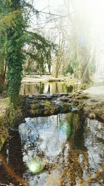 Reflection of trees in water