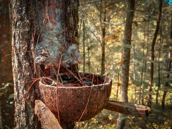 Close-up of old tree trunk in forest