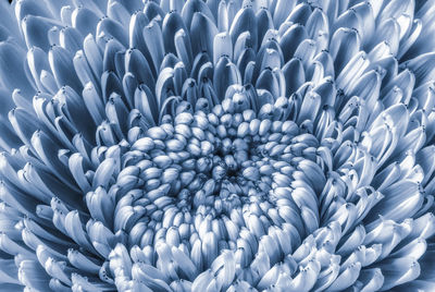 Full frame shot of white flowering plants