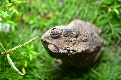 Close-up of lizard on rock