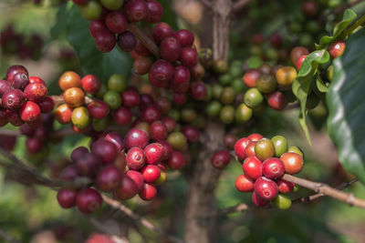 Close-up of cherries growing on tree