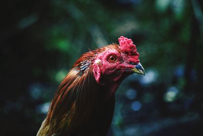 Close-up of rooster