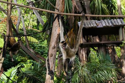 Portrait of monkey on tree in forest