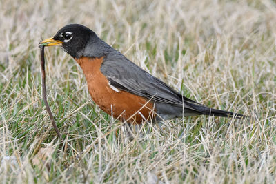 Bird eating earthworm on grass