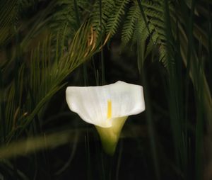 Close-up of white rose flower