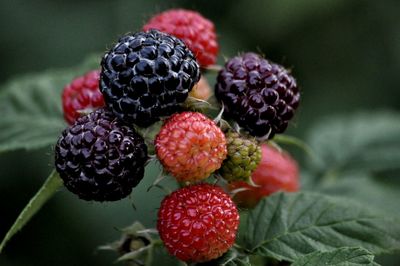 Close-up of strawberries