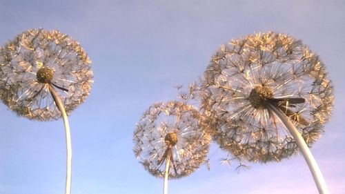 Low angle view of white flowers blooming against sky
