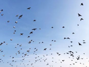 Low angle view of birds flying in the sky