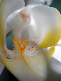 Close-up of white flower