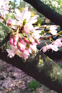 Close-up of pink flowers