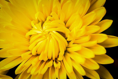 Close-up of yellow flowering plant