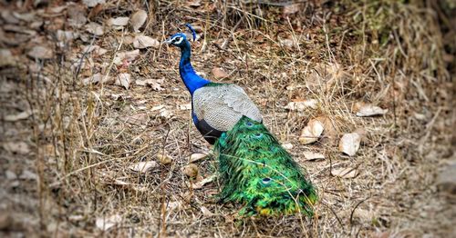 Peacock on a field