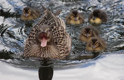 High angle view of female mallard duck with ducklings swimming in lake