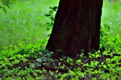 Close-up of moss growing on tree trunk