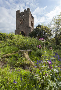 Flowering plants by building against sky