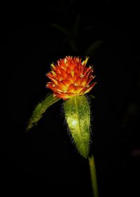 Close-up of orange flower