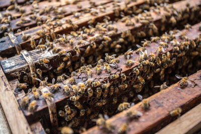 High angle view of beehive